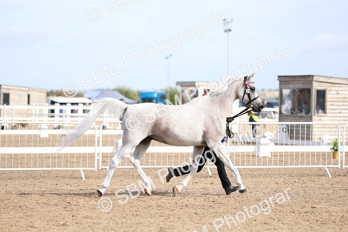 SBM_01946 - Class 18 - Handsomest Gelding - IH or Ridden