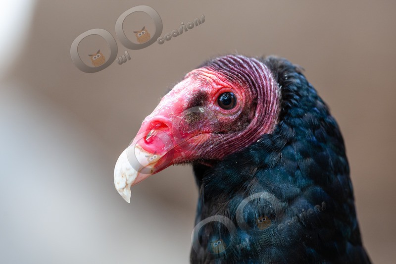 turkey vulture Cathartes aura-1742 - BoP from around the world