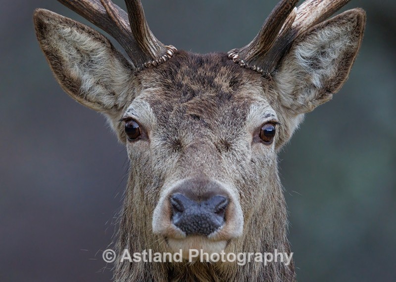 Red Deer - Latest Images