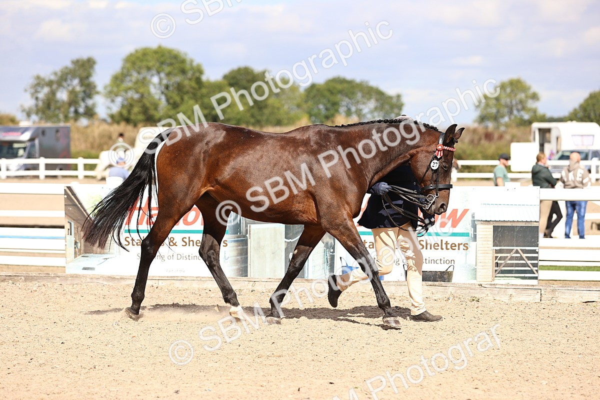 SBM_14260 - Class 411 - Prettiest Mare (IH OR Ridden) Adult