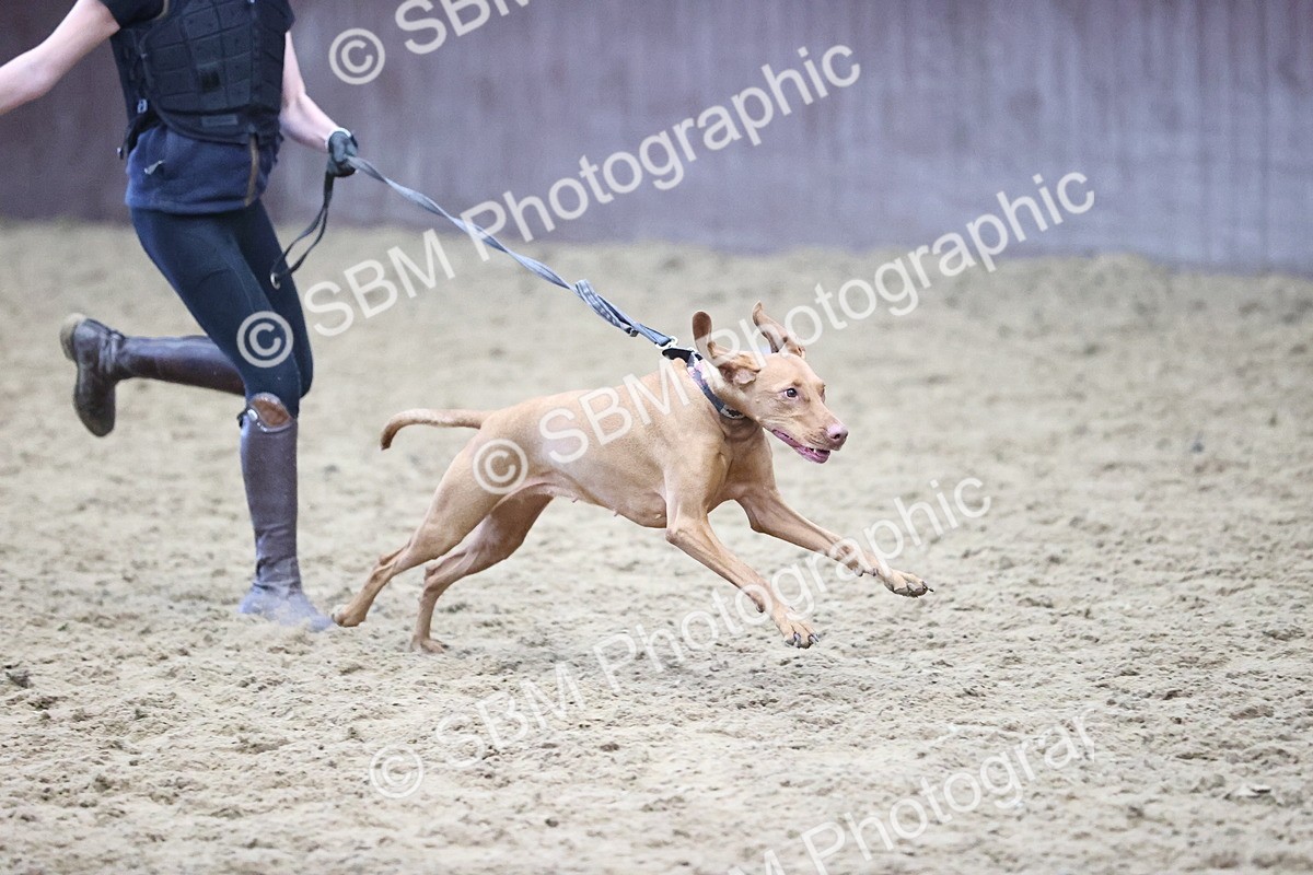 SBM_001295 - Class 3 - Horse & Hound 60cm