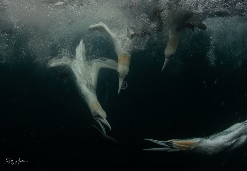 Gannets Underwater 20