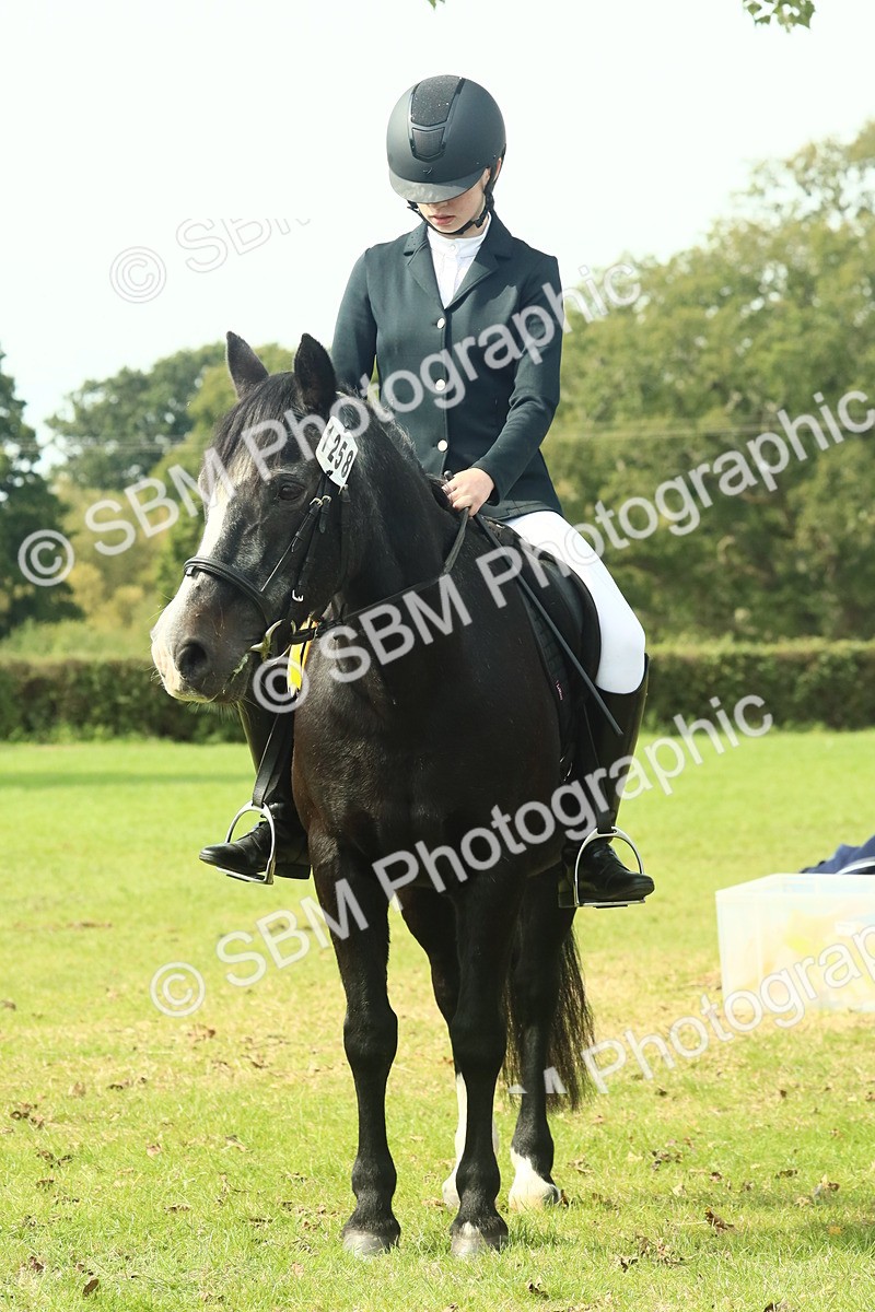 SBM_66777 - S34 - Rehabilitated Rescue Horse & Pony In Hand & Ridden