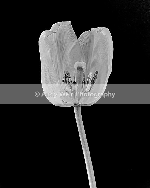 Missing Petal - Plants & Flowers