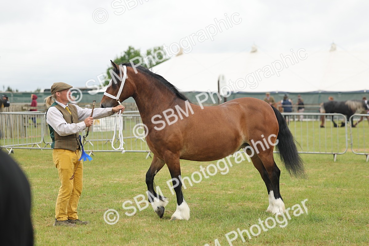 SBM_04939 - Class 50-57 - M&M Welsh Pony In Hand