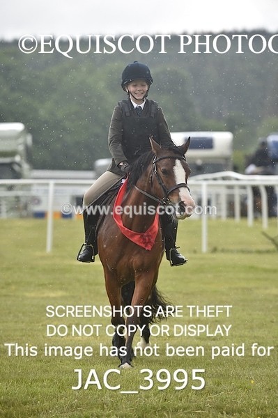 JAC_3995 - 55cm WORKING HUNTER