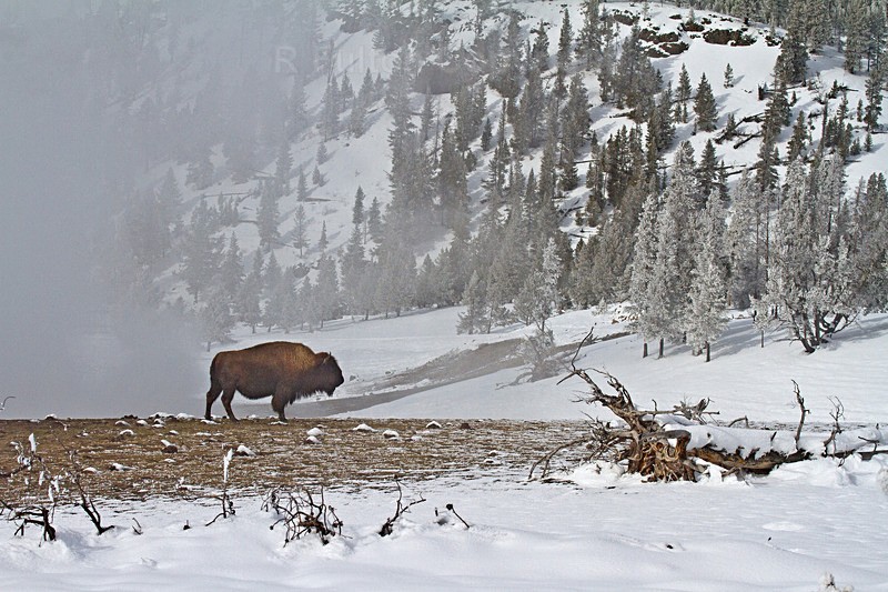 Bison in Habitat - Yellowstone