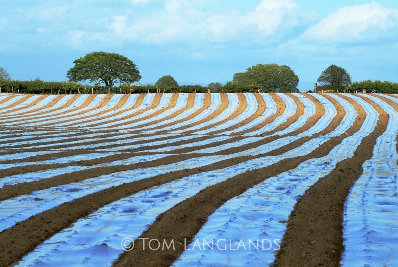 Undulating Stripes - Landscapes