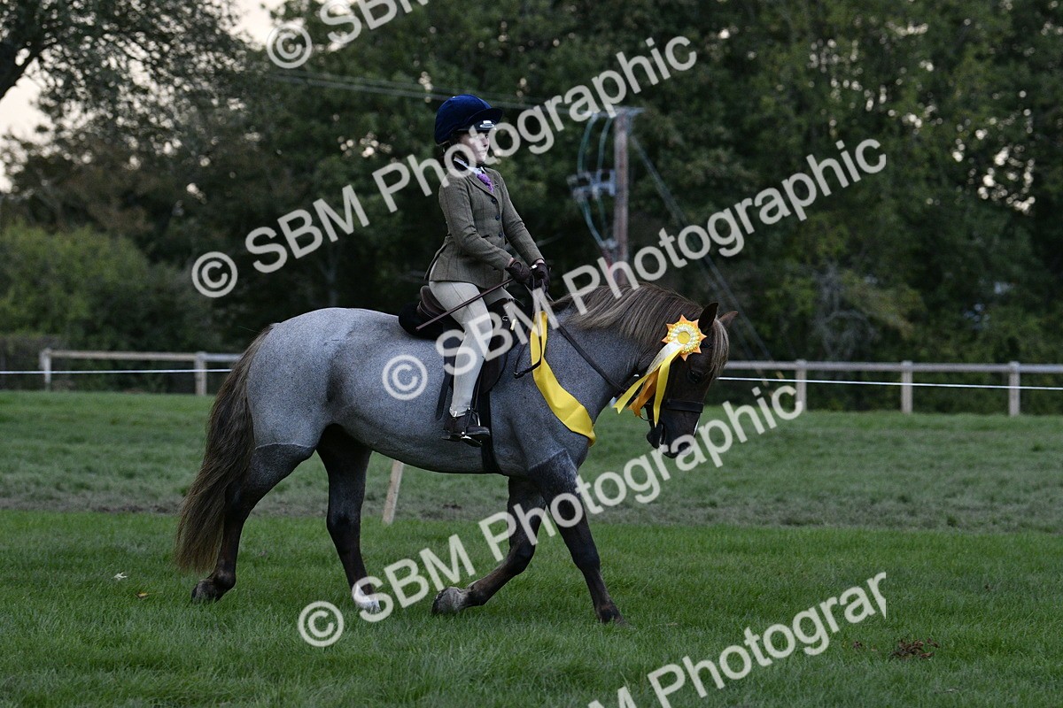 SBM_53295 - S14 - Riding Club Horse