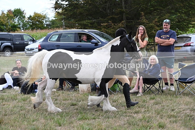 WJ6_5233 - Class 18 In-hand Coloured