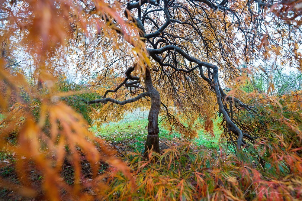DSC_4064 - Autumn
