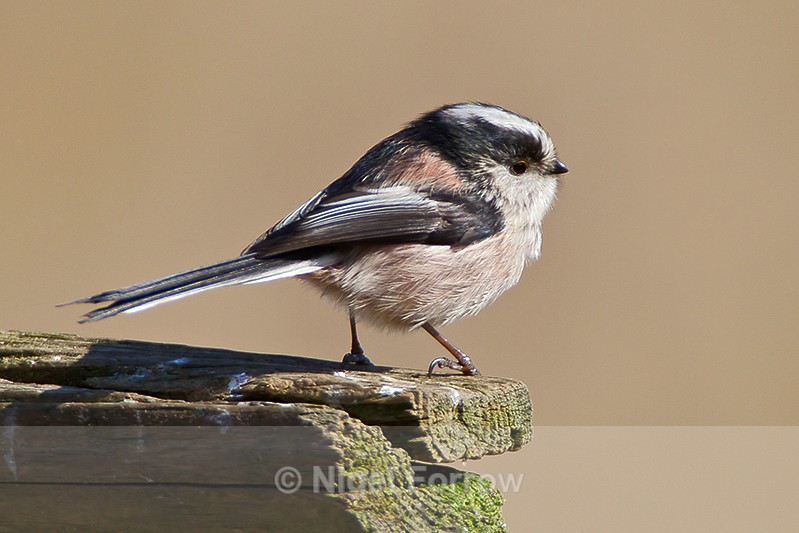 Long-tailed Tit - Long-tailed Tit