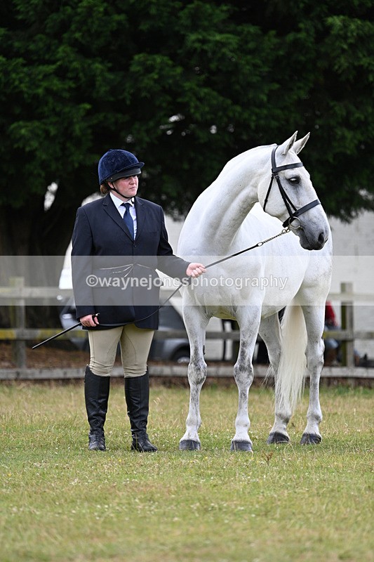 WJ7_7006 - Class 5a Most Handsome Gelding in Hand
