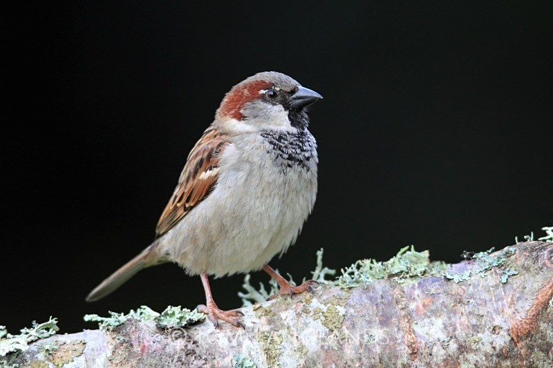 House Sparrow - All Other Birds