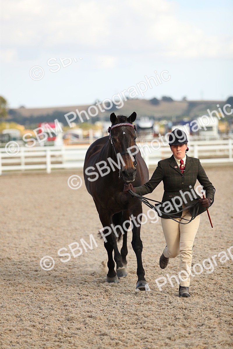 SBM_08648 - Class 28 - IH Veteran Horse