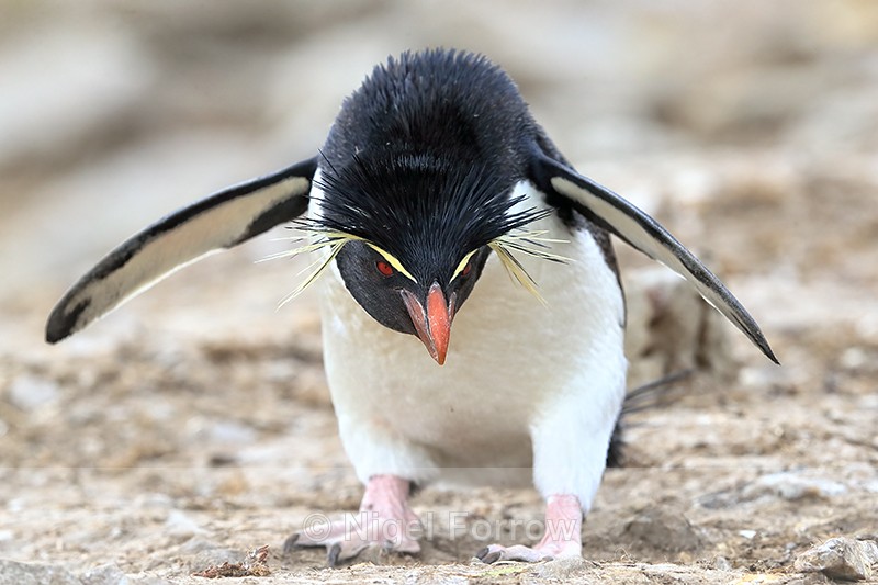 Rockhopper Penguin stepping forward carefully, Cape Bougainville - Rockhopper Penguin