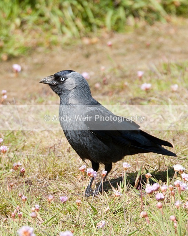 20090524-075 - Jackdaw