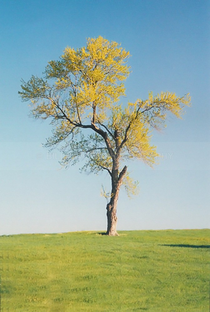 TheTree2007Layer900091 - Trees