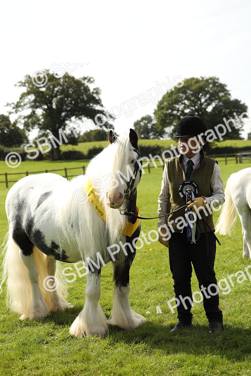 SBM_66361 - In Hand Pony & Youngstock Supreme Championship