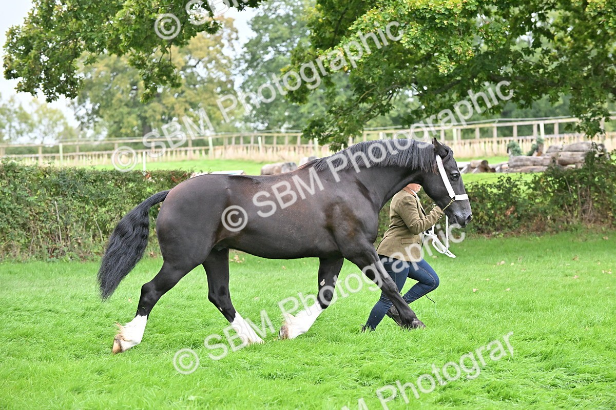 SBM_63266 - S49 - Mountain & Moorland In Hand Large Breeds
