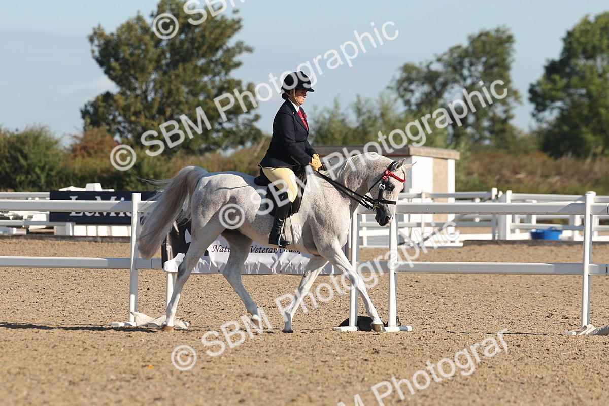SBM_12211 - Class 303 - Ridden Pure Bred Horse Pony