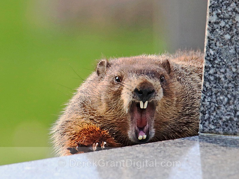 Groundhog  Days - Urban Wildlife