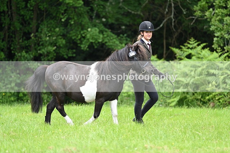 WJ7_3906 - Class 14A Handsome Gelding