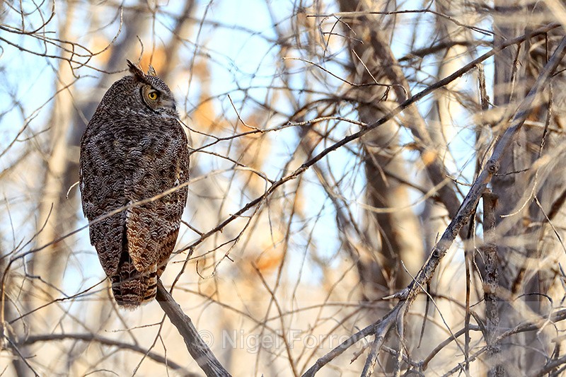 Great Horned Owl, Bosque del Apache, New Mexico - Great Horned Owl
