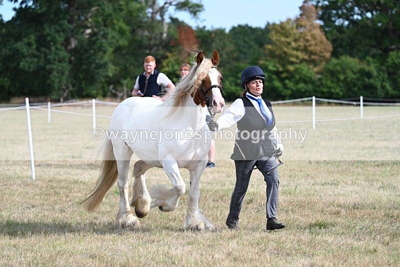 WJ7_8155 - In-hand Championship