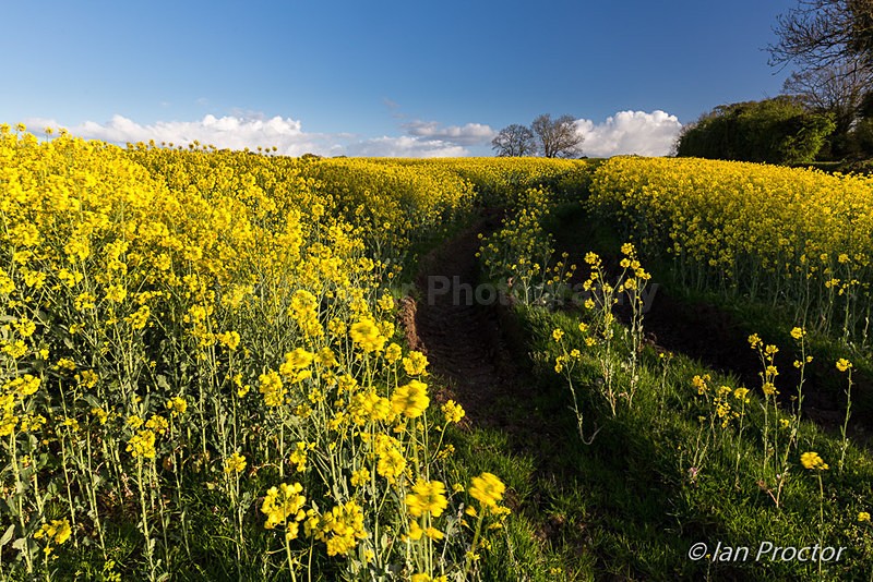 Rapeseed field at Ballinderry - Spring