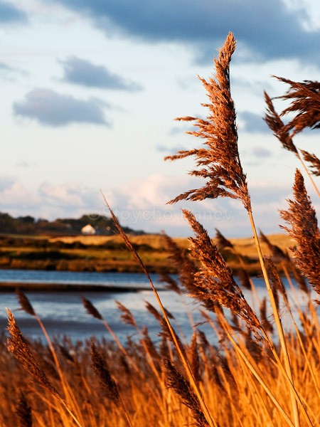 Reeds - Nature