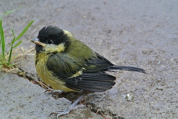 Gret Tit Fledgling - BIRDS & INSECTS