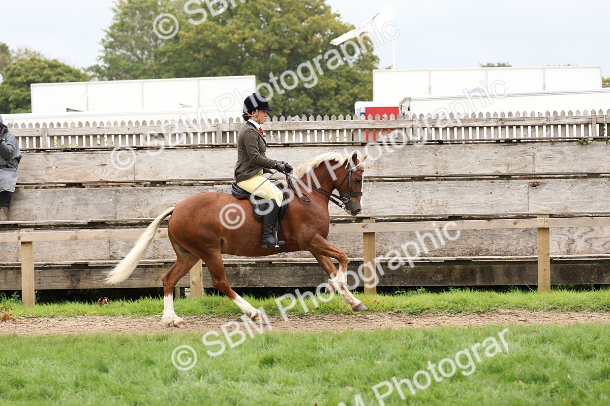 SBM_69584 - S62 - Mountain & Moorland Ridden Large Breeds