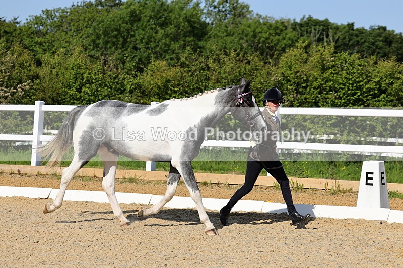 1X9A0734 - Class 4: Youngstock 1, 2, 3 year old to exceed 153cm