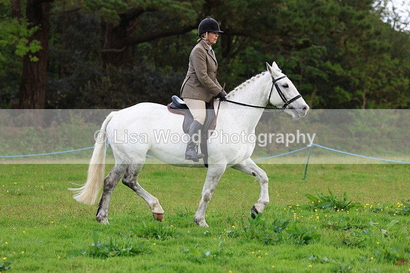 3E7A2569 - Classes 30 and 31: 80cm Working Hunter