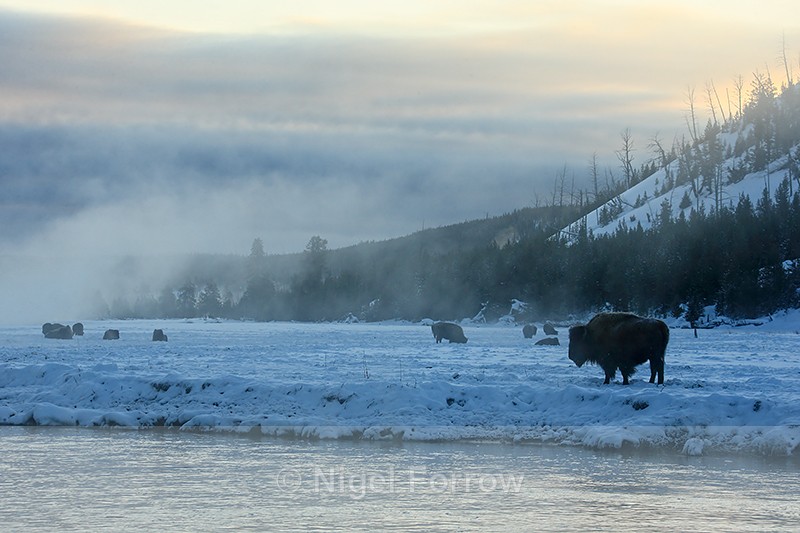 Bison in mist at sunrise, Yellowstone National Park, Wyoming, USA - Bison