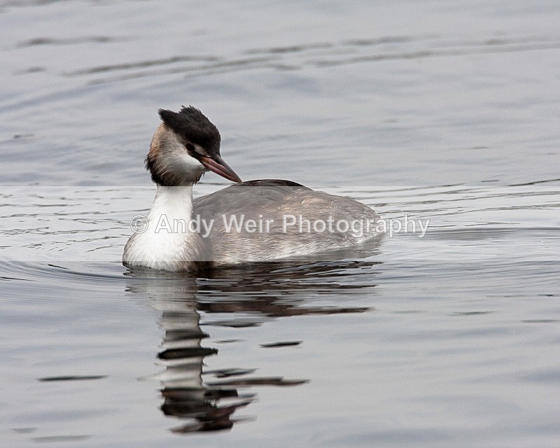 20080921-022 - Gt Crested Grebe
