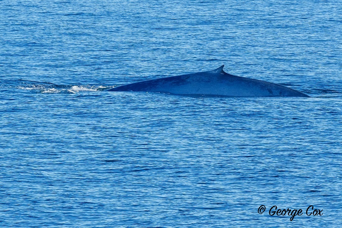 Blue Whale - Svalbard - Realm of the Polar Bear