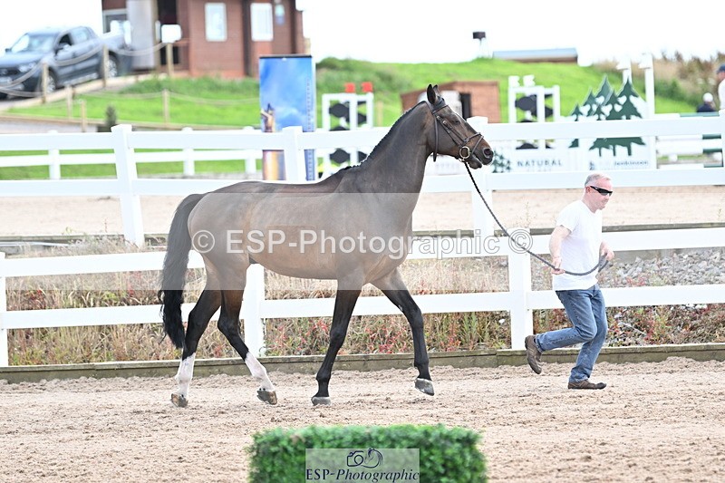 240717A-143724-02156 - Trot Up 2pm to 3pm - This folder is not in time order