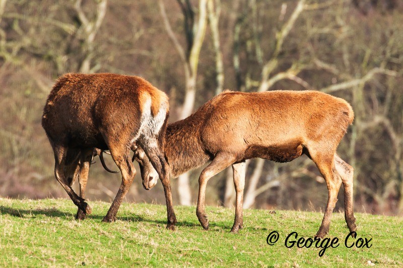 Red Deer - Mammals