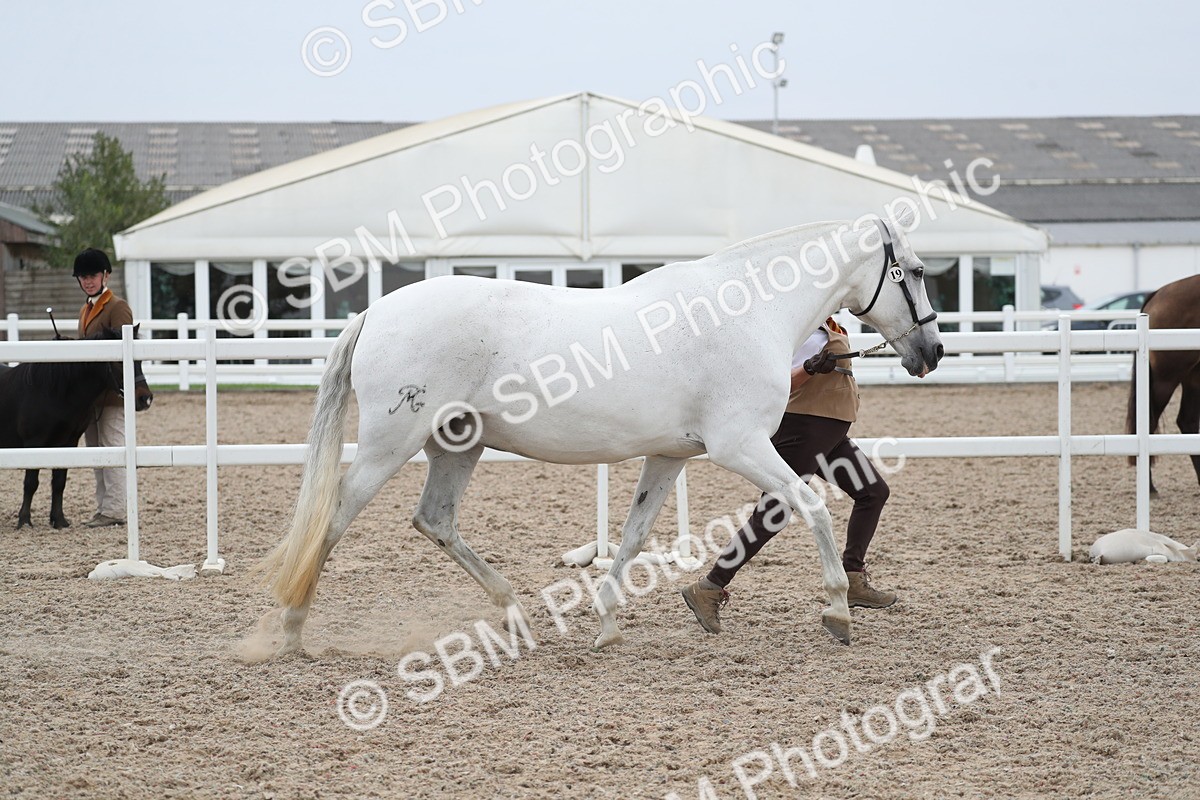 SBM_17958 - Class 317 IH Pure bred Horse/Pony