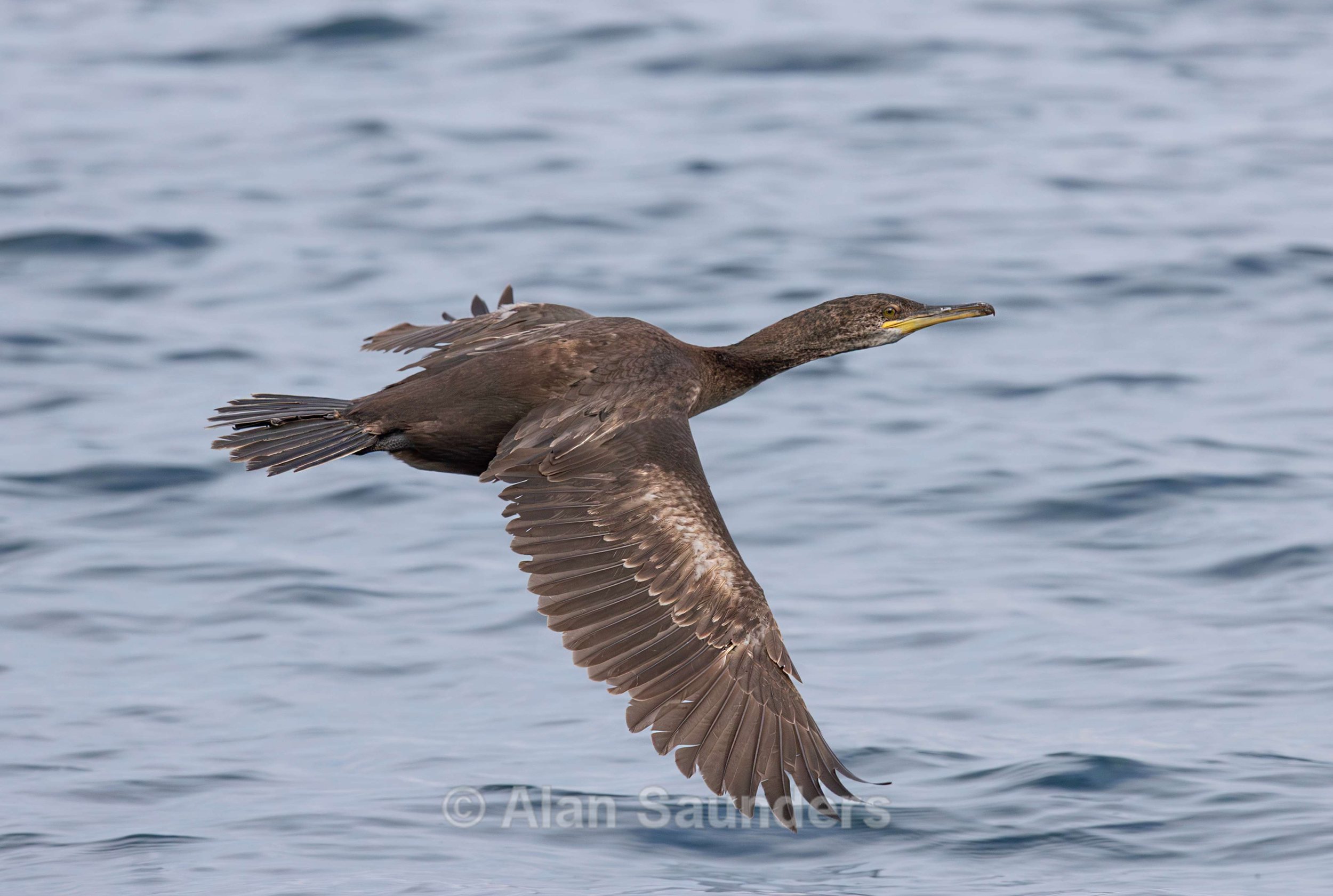 European Shag 16 Juvenile Gulosus aristotelis)