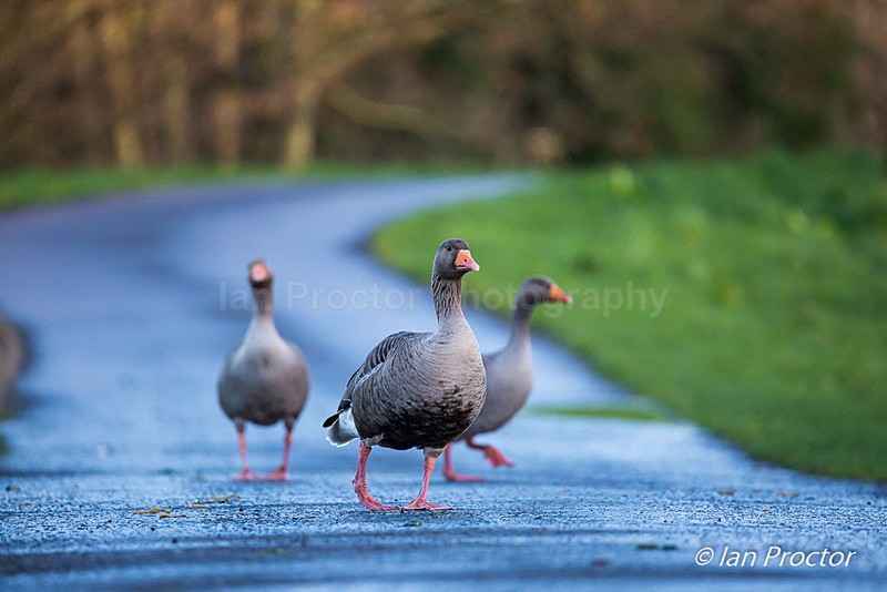 Greylag Geese go Walkabout! - Nature