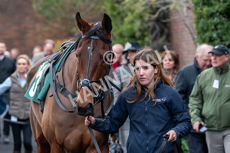 161125-Race 6-The Mad Poet-1871 - Race 6