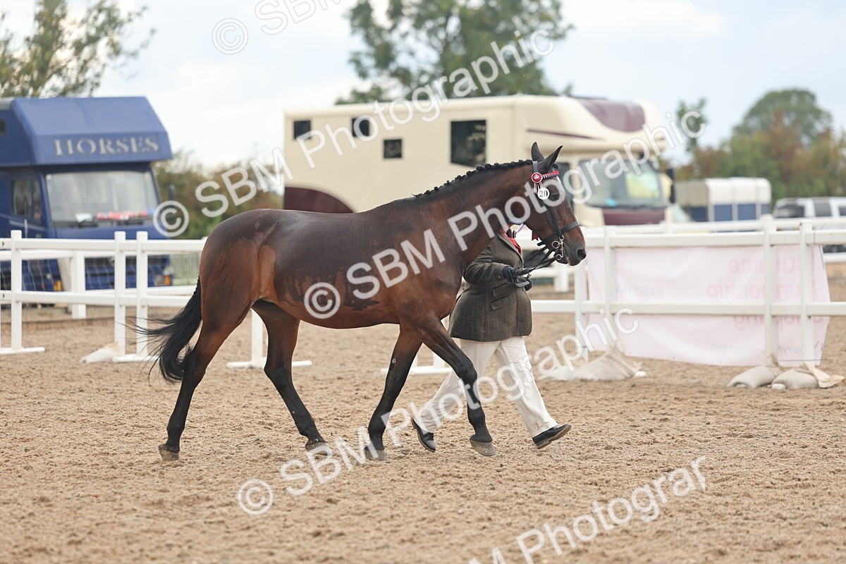 SBM_07861 - Class 27 - IH Competition Horse/Pony