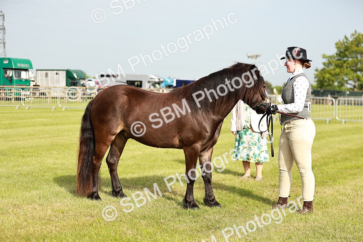 SBM_00392 - Class 14-23 - Mountain & Moorland In Hand Non Welsh