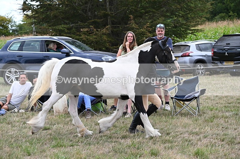 WJ6_5236 - Class 18 In-hand Coloured