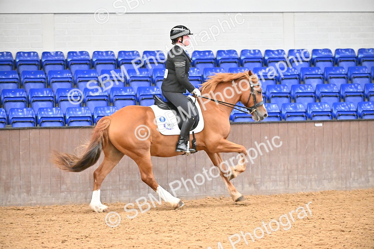 SBM_001460 - Class 19,20 - Ridden Native, Foreign Breeds & Warmbloods