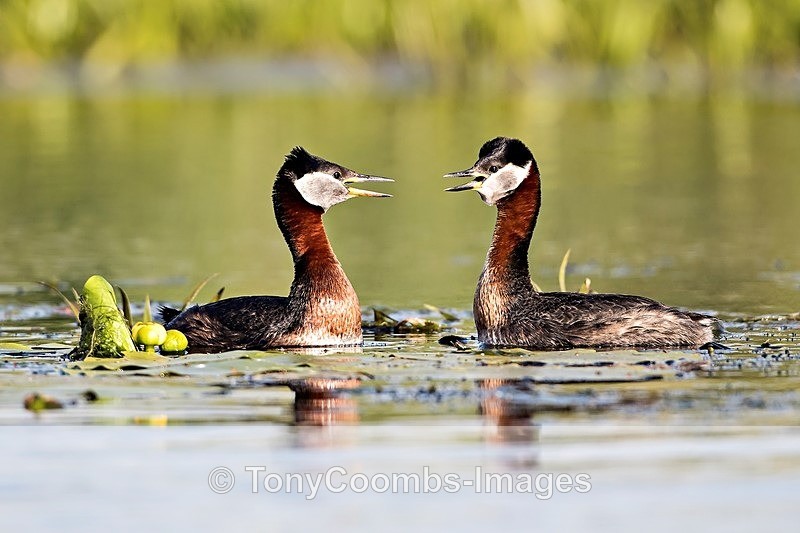 Red-necked Grebe  (Pair displaying) - Danube Delta