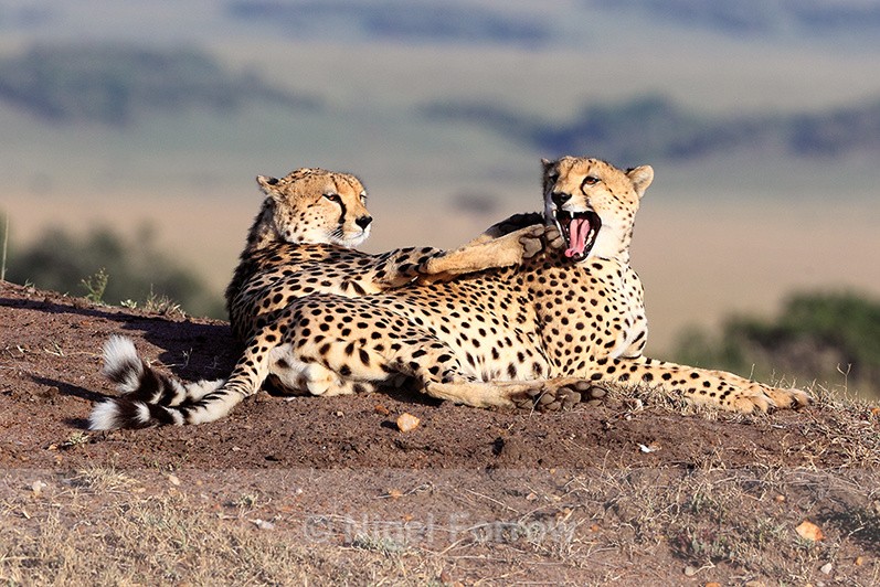 Cheetahs relaxing in the early morning sun in the Masai Mara - Cheetah